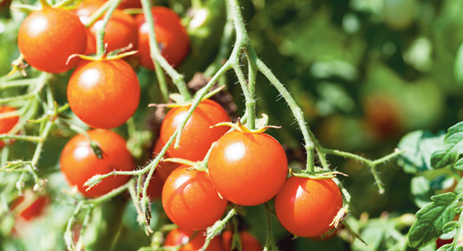 Cherry Tomato photo courtesy of Gail Hermenau.
