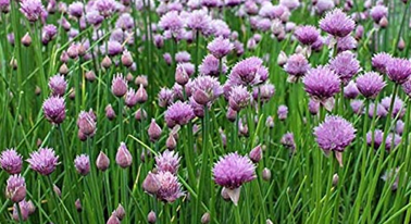 Chive photos courtesy of Gail Hermenau.