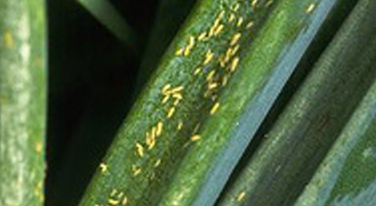 Onion thrips photo courtesy of Gail Hermenau.
