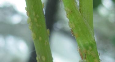 Aphids photo courtesy of Gail Hermenau.