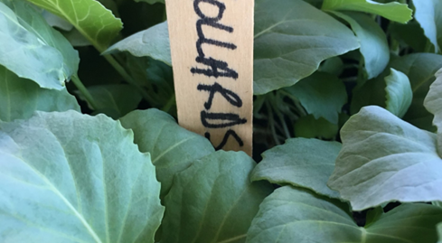 Collards photo courtesy of Gail Hermenau.