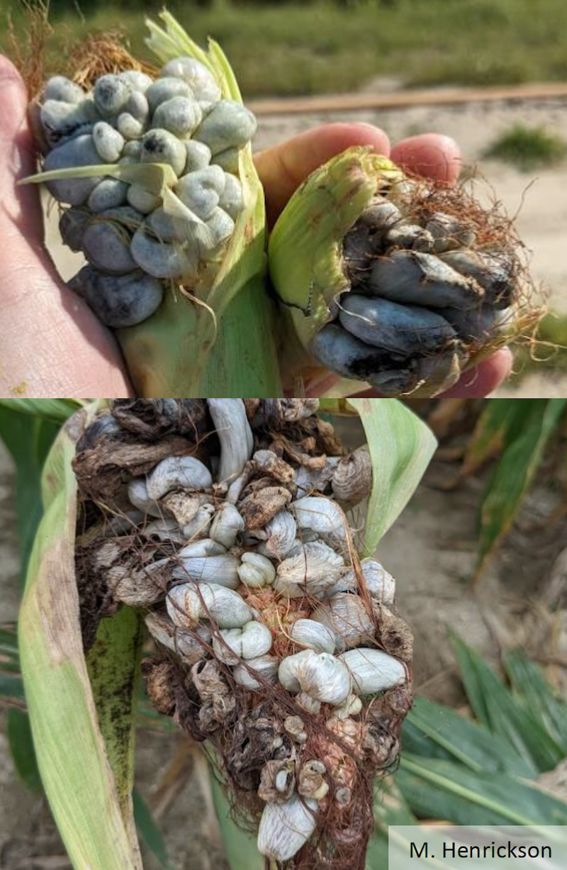 Galls caused by Ustilago maydis on corn ears