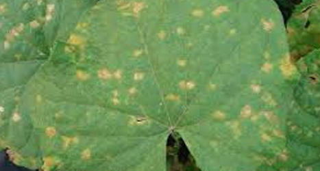 Downy mildew on a cucumber leaf: photo courtesy of Gail Hermenau