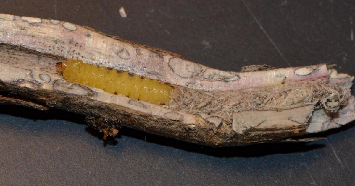 Soybean crop stubble that has been split open, revealing the Dectes stem borer larva within. 