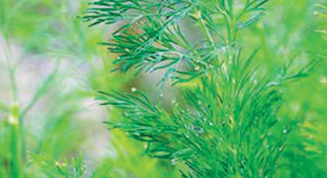 Dill photo courtesy of Gail Hermenau.