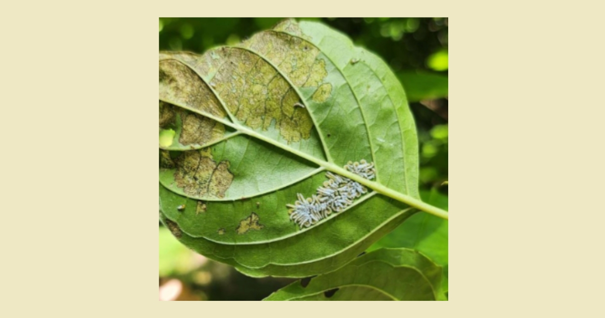 Figure 5: Dogwood sawfly larvae and larval damage on a leaf. Photo credits: Emma Giancola.