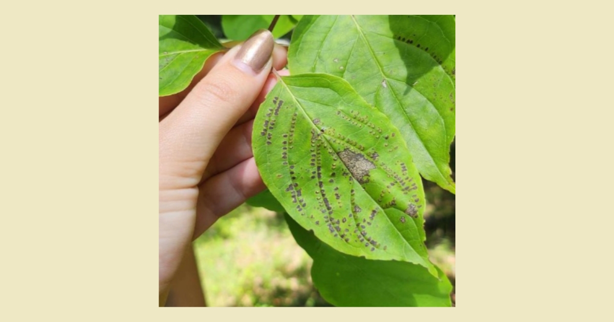 Figure 4: Dogwood sawfly eggs on a leaf. Photo credits: Emma Giancola.