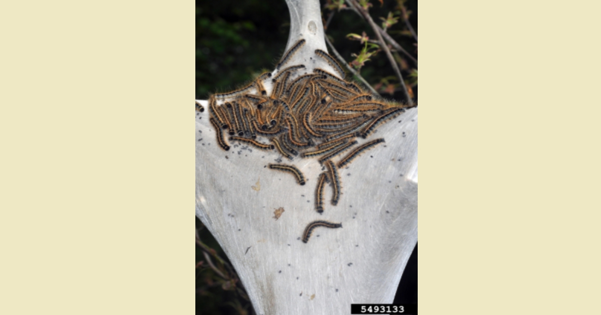 Figure 2: Eastern Tent Caterpillars on web. William M. Ciesla, Forest Health Management International, Bugwood.org