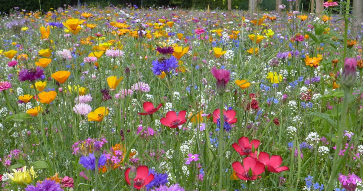 a meadow with colorful flowers
