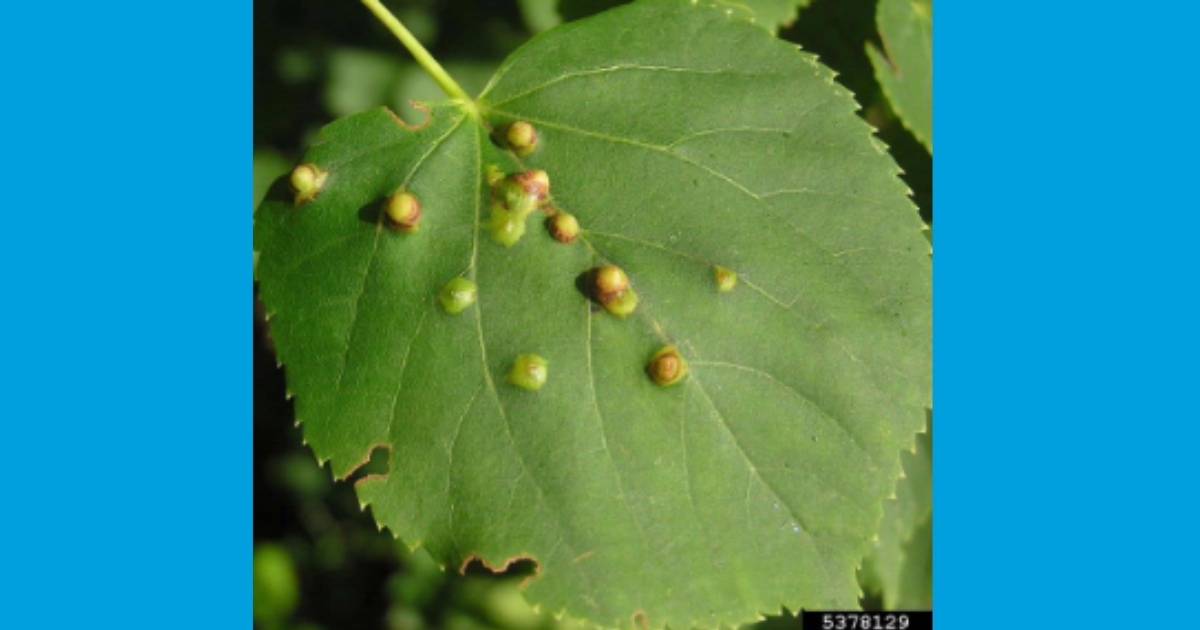 Figure 2: Gall Midge galls