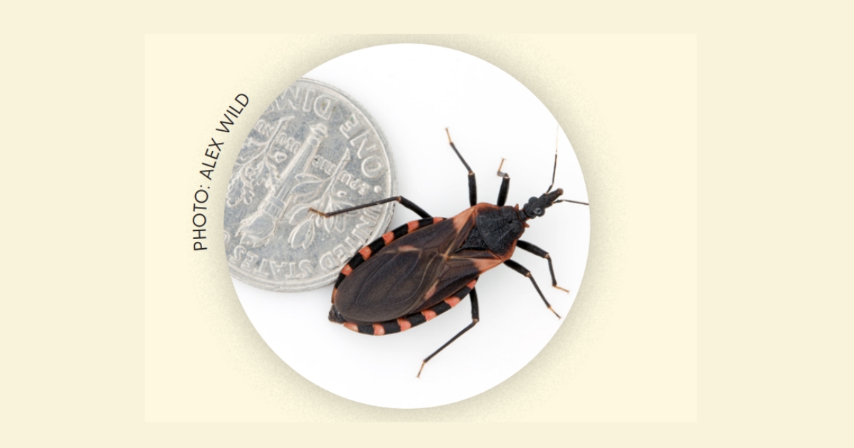 A size comparison of a kissing bug next to a dime