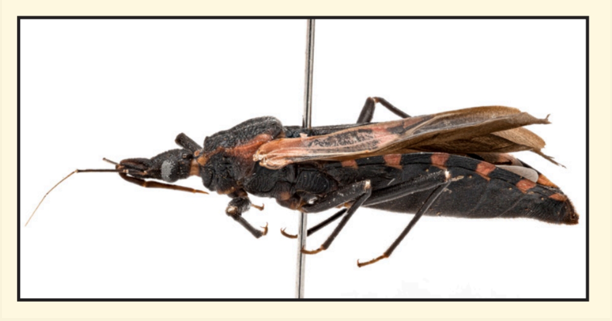 This Triatoma sanguisuga was recently found in Delaware *Enlarged to show detail