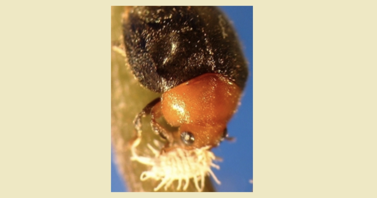 Fig. 1: Adult Cryptolaemus, 