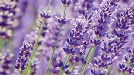 Lavender photo courtesy of Gail Hermenau.