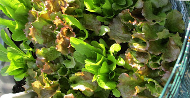 Leaf Lettuce photo courtesy of Gail Hermenau.