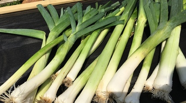 Leek photo courtesy of Gail Hermenau.
