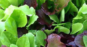 Lettuce photo courtesy of Gail Hermenau.