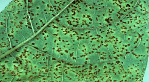 Leaf Spot Disease photo courtesy of Gail Hermenau.