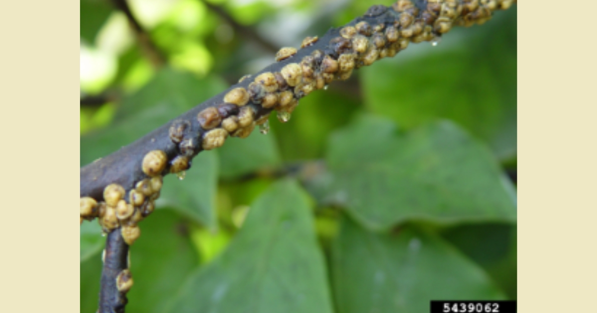 Figure 3: Tuliptree Scale. Chazz Hesselein, Alabama Cooperative Extension System, Bugwood.org
