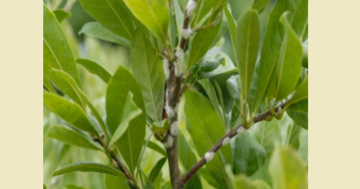 Figure 2: Magnolia Scale. Sarah Vanek, Bugwood.org