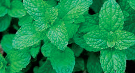 Mint photo courtesy of Gail Hermenau