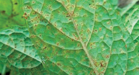 Mint rust photo courtesy of Gail Hermenau