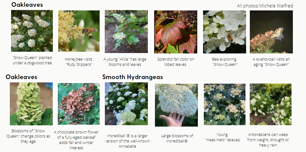 12 photos of hydrangeas by Michele Walfred. From left to right, Oakleaf:  "Snow Queen" planted under a dogwood tree, Oakleaf: Honeybee visits "Ruby Slippers", Oakleaf:  A young "Alice" has large blooms and leaves, Oakleaf:  Splendid fall color on lobed leaves, Oakleaf:  Bee exploring "Snow Queen", Oakleaf:  A swallowtail visits an aging "Snow Queen", Oakleaf:  Blossoms of "Snow Queen" change colors as they age, Oakleaf:  A chocolate brown flower of a fully-aged oakleaf adds fall and winter interest, Smooth Hydrangeas: Incrediball ® is a larger version of the well-known Annabelle, Smooth Hydrangeas: Large blossoms of Incrediball®, Smooth Hydrangeas: Young"Haas Halo" lacecap, Smooth Hydrangeas: Arborescens can weep from weight, drought or heavy rain