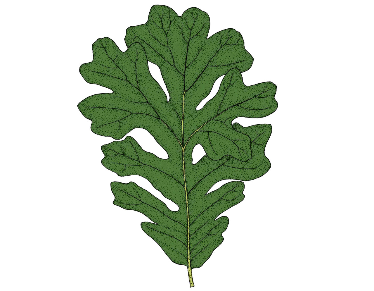 bur oak leaf