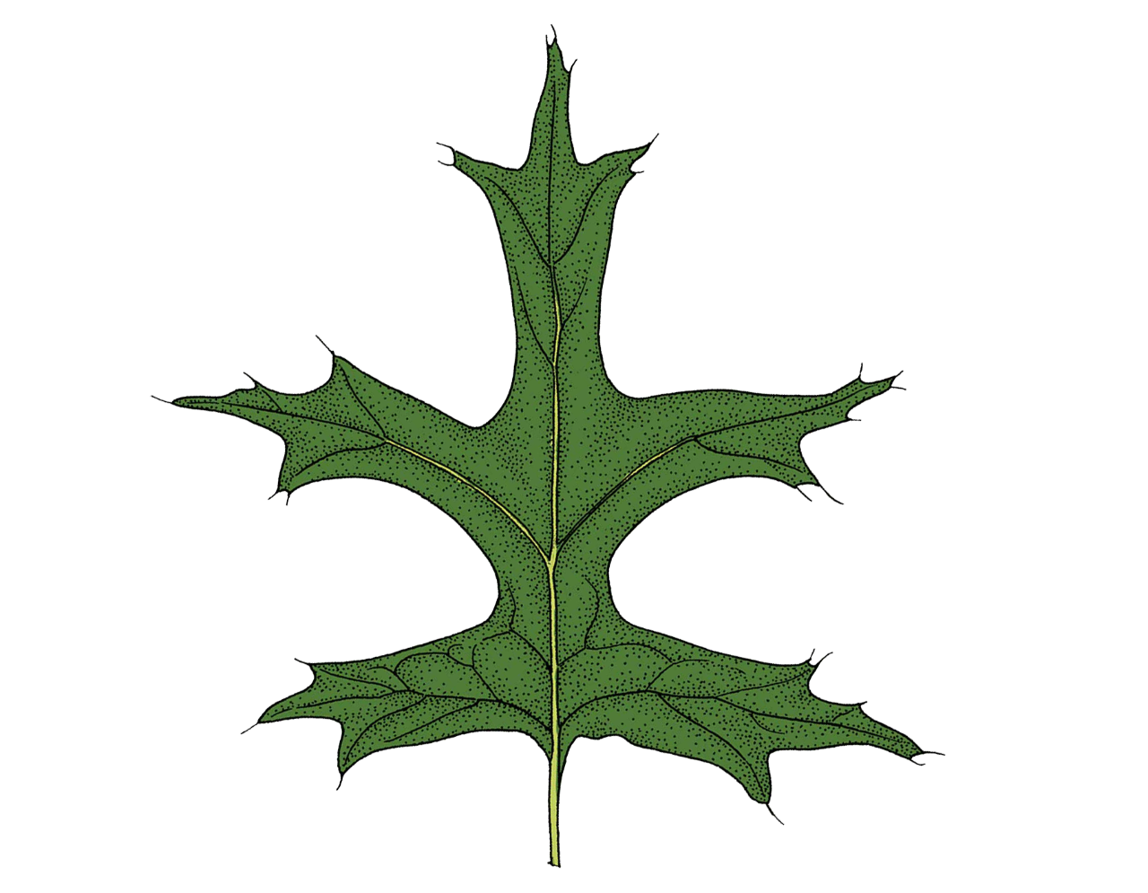 pin oak leaf