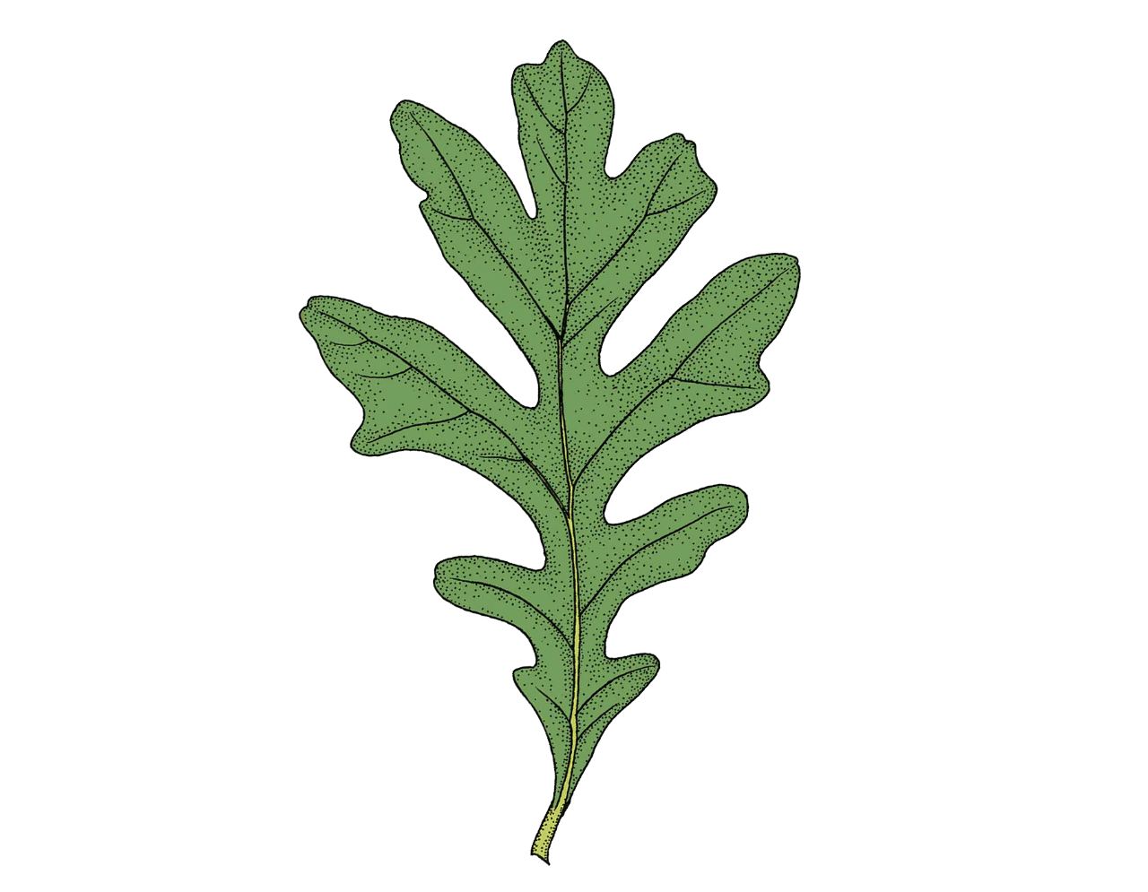 white oak leaf