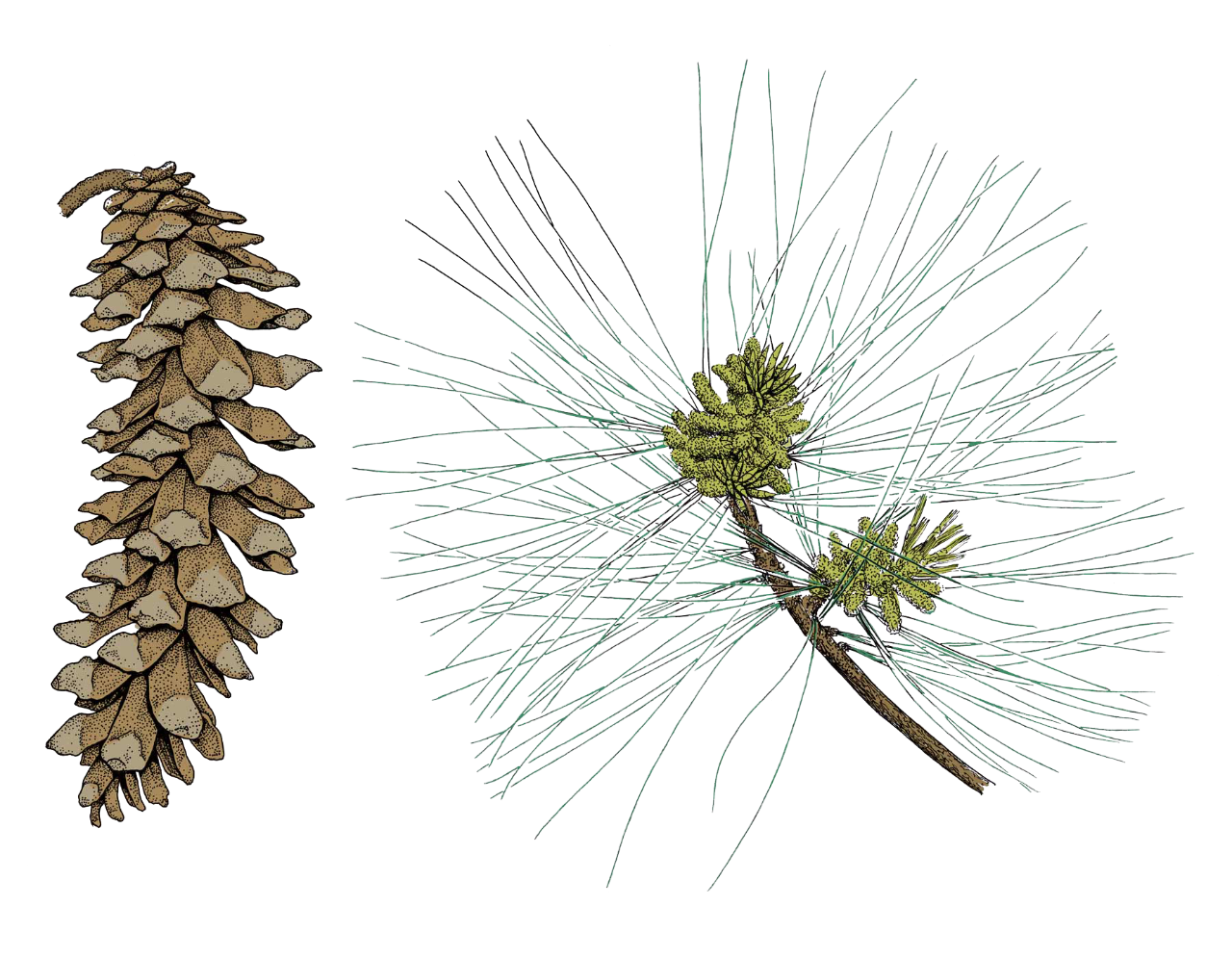 drawing of a white pine leaf and pinecone