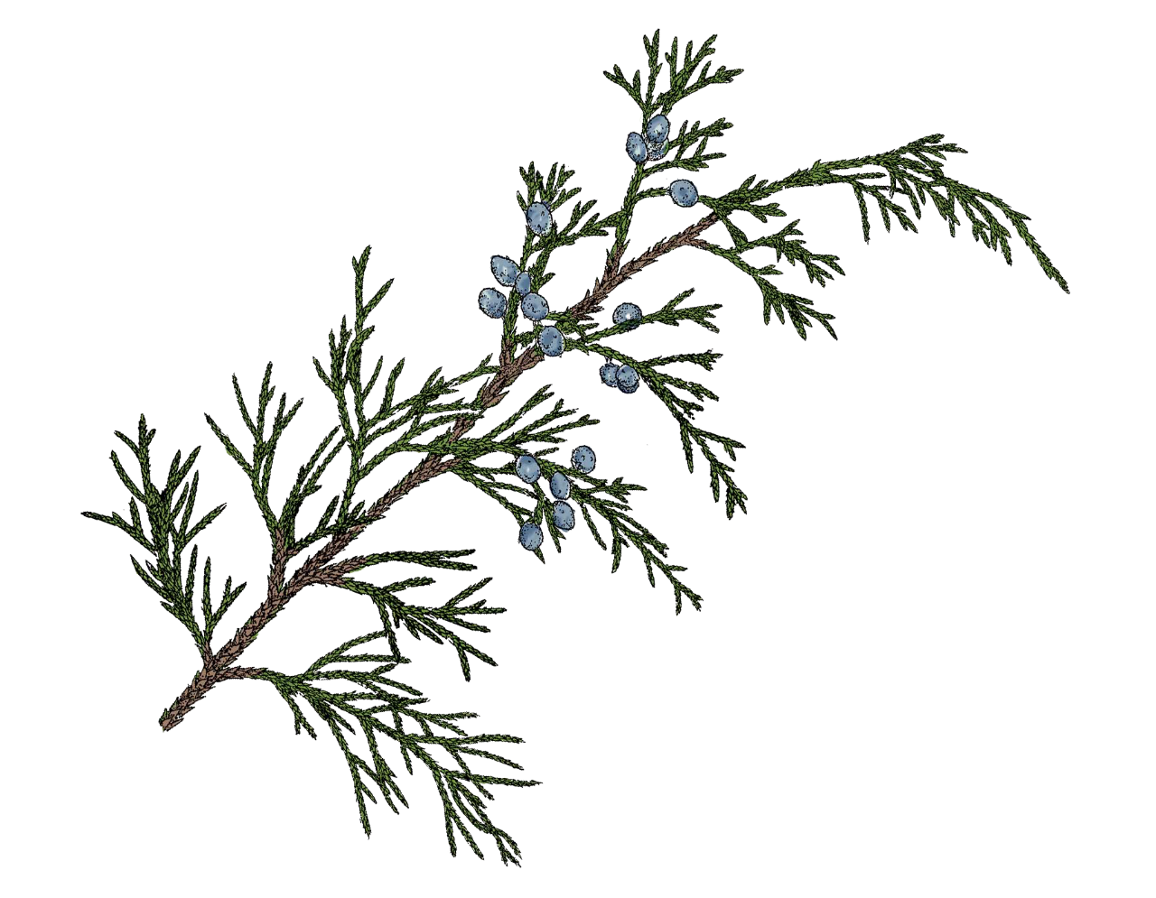 Drawing of eastern redcedar leaves