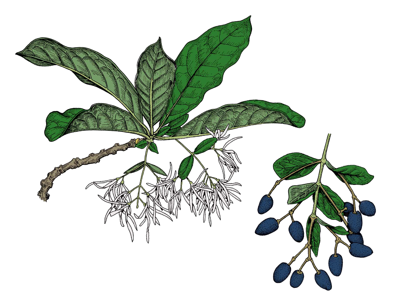 drawing of fringetree leaves