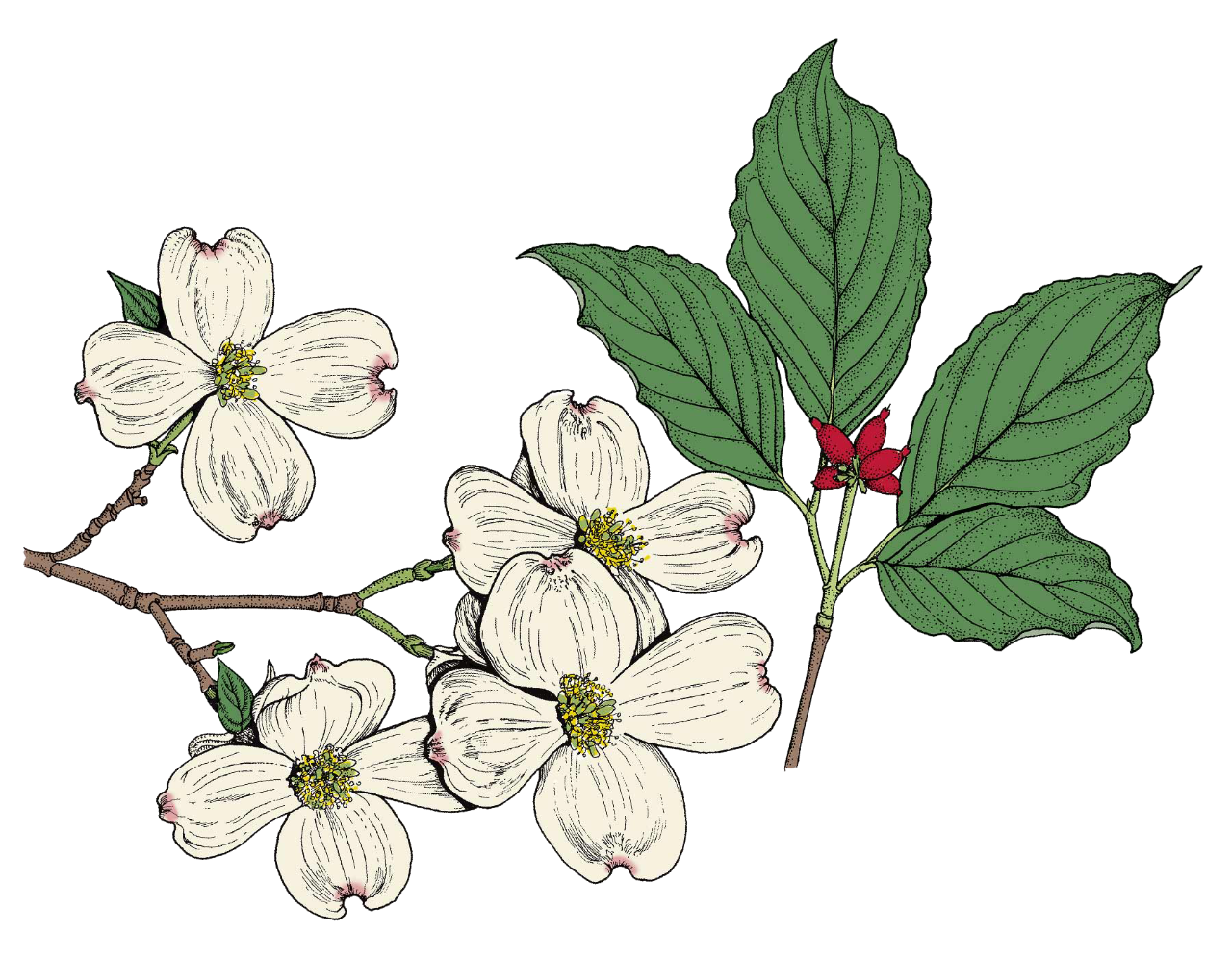 drawing of a flowering dogwood leaf