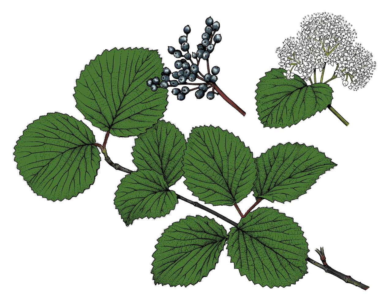 drawing of arrowwood viburnum leaves