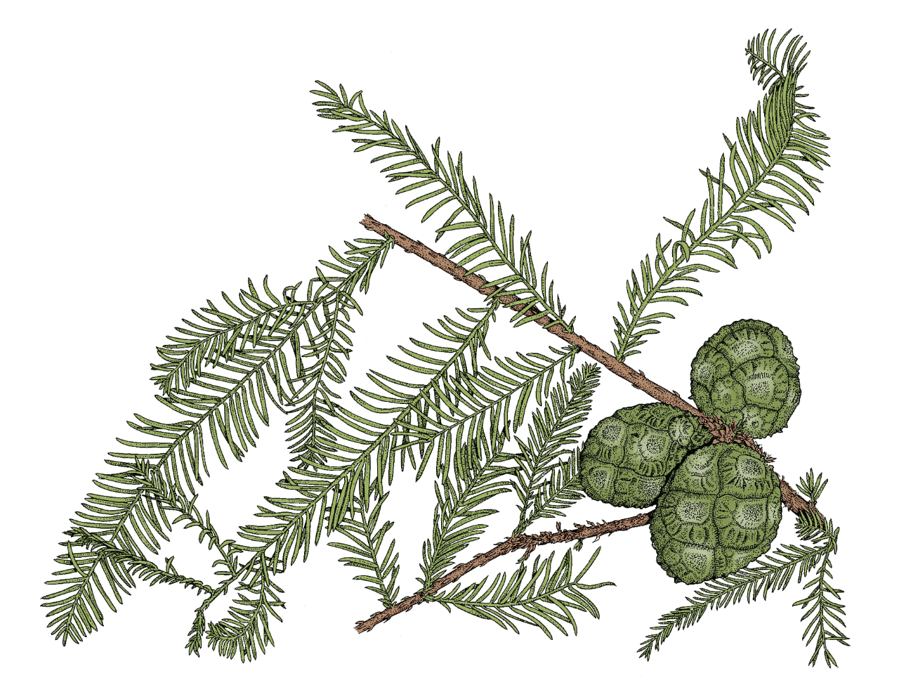 bald cypress drawing