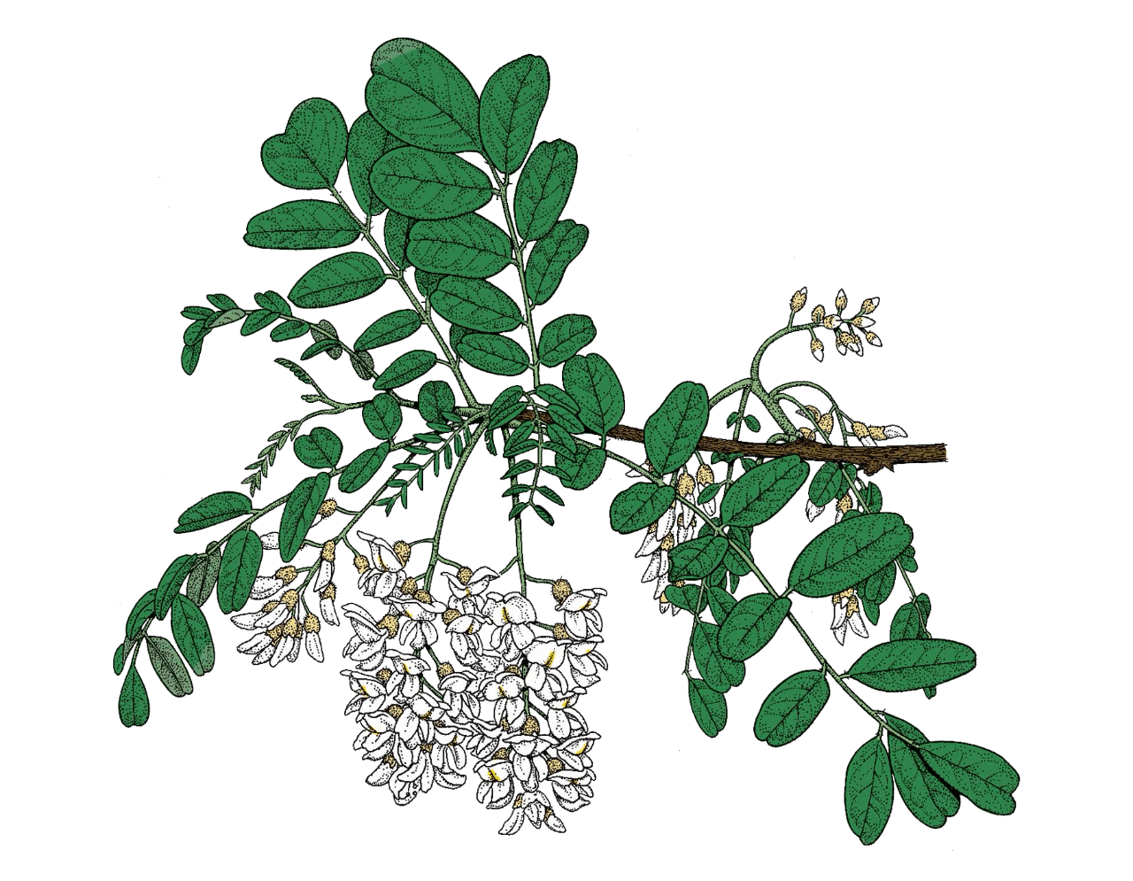 black locust leaf and flowers