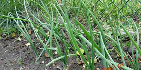 Onion photos courtesy of Gail Hermenau.