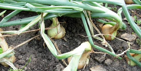 Onion photos courtesy of Gail Hermenau.