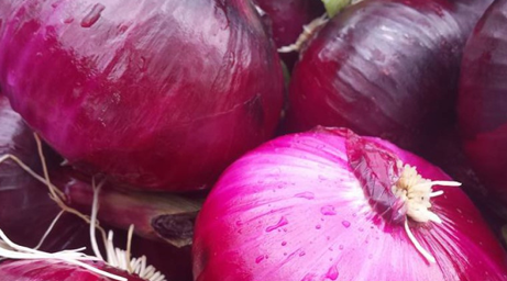 Onion photos courtesy of Gail Hermenau.