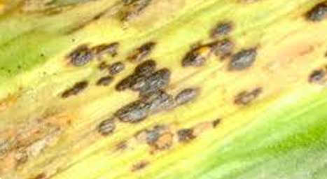 Onion photos courtesy of Gail Hermenau.