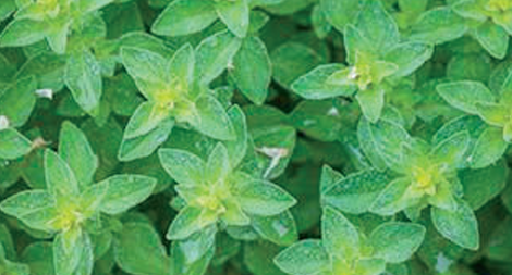 Oregano photo courtesy of Gail Hermenau.
