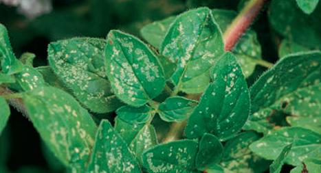 Spider mites on oregano photo courtesy of Gail Hermenau.
