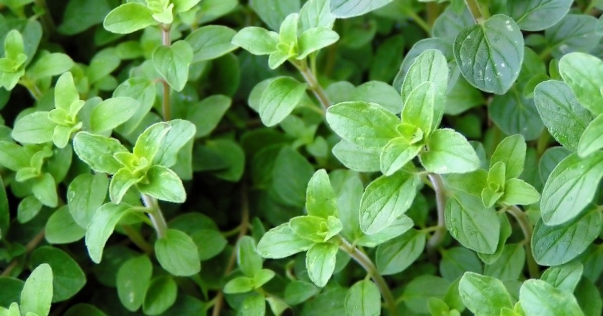 oregano growing