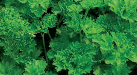 Parsley photo courtesy of Gail Hermenau.