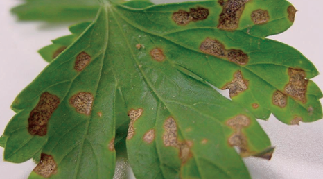 Septoria Leaf Spot photo courtesy of Gail Hermenau.