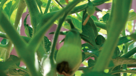Paste Tomatoe photo courtesy of Gail Hermenau.