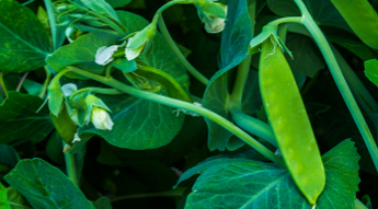 Pea photo courtesy of Gail Hermenau.
