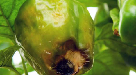 Blossom End Rot on pepper, photo courtesy of Gail Hermenau.