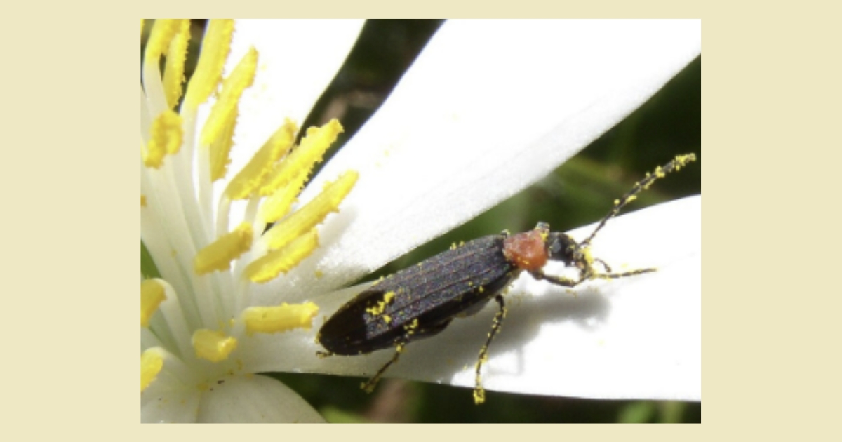 Polinizator, Wikimedia Commons